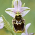 Ophrys × tabuencae Irús (Valle de Mena) Mayo 2016