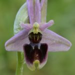 Ophrys ×diez-santosii Valle de Losa (Burgos) 11-05-2016.