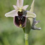Ophrys ×diez-santosii Valle de Losa (Burgos) 11-05-2016.2