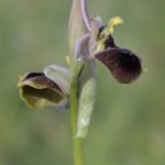 Ophrys ×diez-santosii Valle de Losa (Burgos) 11-05-2016.2