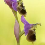 Ophrys ×turiana. Villasana de Mena 7-06-2016