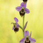 Ophrys ×turiana. Villasana de Mena 7-06-2016
