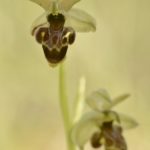 Ophrys ×zubiae ?