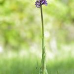Orchis militaris × O. purpurea, Valle de Losa (Burgos) 25-05-16