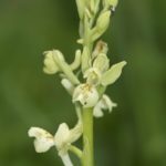 Orchis provincialis. A Lastra 2015JPG