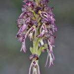Orchis × meilsheimeri 25-04-2016. Valle de Mena (Burgos)