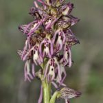 Orchis × meilsheimeri 25-04-2016. Valle de Mena (Burgos)