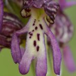 Orchis × meilsheimeri 28-04-2016. Valle de Mena (Burgos)