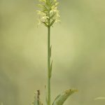 Platanthera chlorantha.Pirineos. 13-06-2016 (7)
