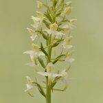Platanthera chlorantha.Pirineos. 13-06-2016 (7)