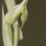 Serapias parviflora hipocromática. O Barqueiro 2015