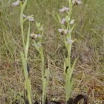 Ophrys apifera. O Barqueiro (Mañón) 25-05-14