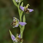 Ophrys apifera. O Barqueiro (Mañón) 28-05-15
