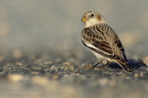 _DSC5989