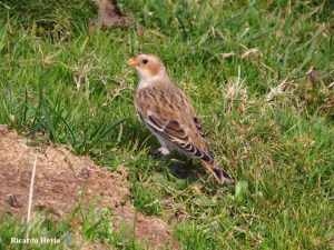 nivalIMG_7368